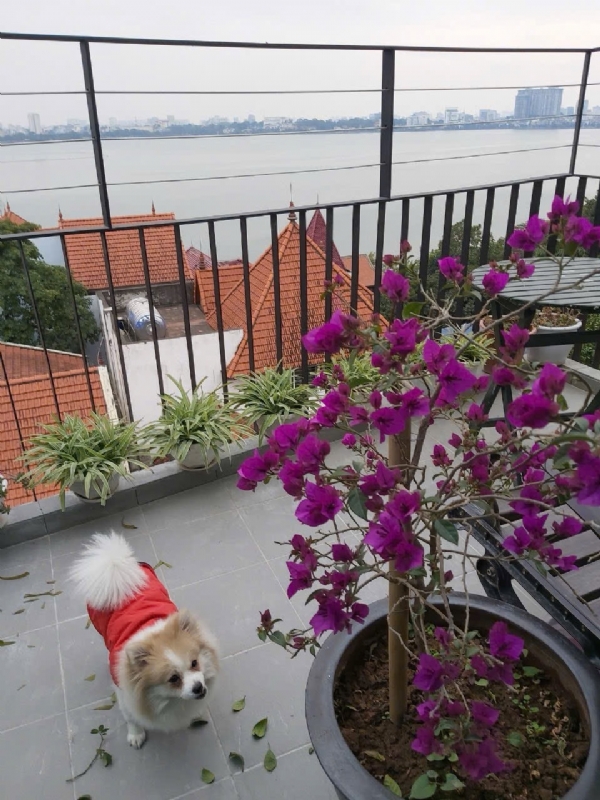 Bán cả toà apartment ở Quảng An, Tây Hồ 8 tầng, ngõ xe hơi 7 chỗ sát Hồ Tây