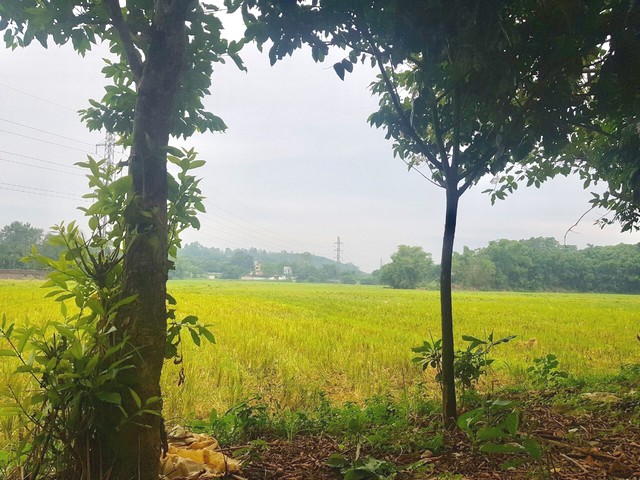 Mảnh đất 820 m2 view cánh đồng tuyệt đẹp giá rẻ ở Lương Sơn-Hòa Bình chào bán ngay