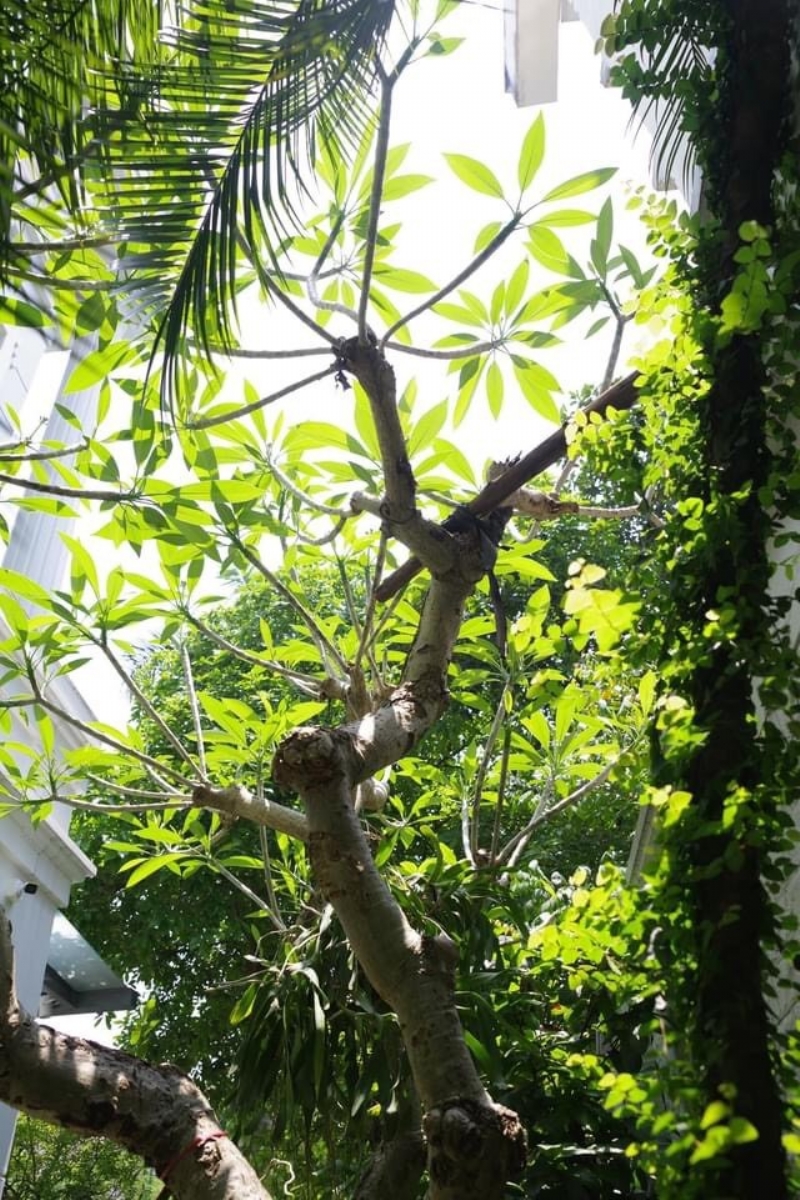 image00030